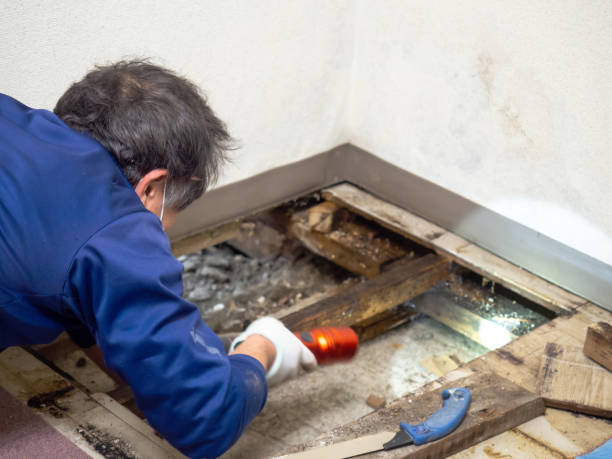 Best Black Mold Removal  in Lena, IL