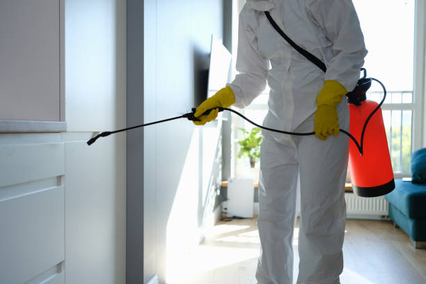 Best Toxic Mold Removal  in Lena, IL