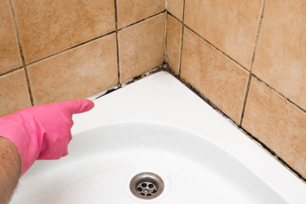 Best Mold Damage Repair  in Lena, IL